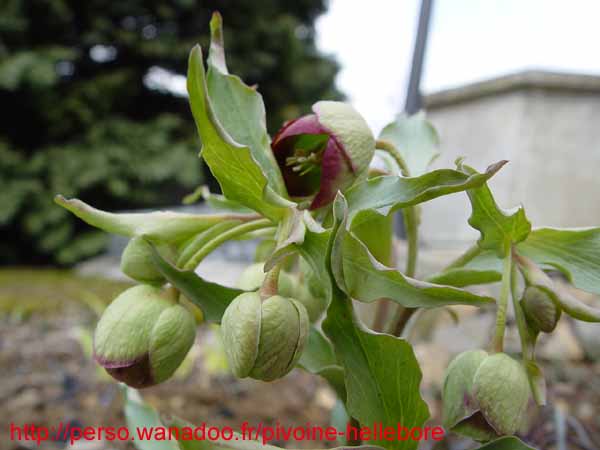 foetisop01
