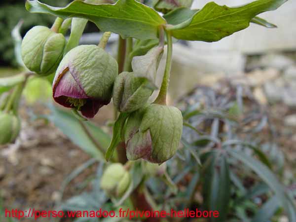 foetisop02