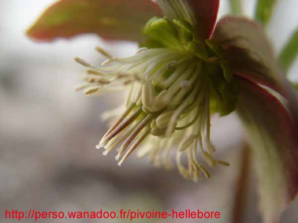 muticointer06