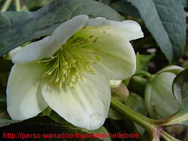 nigercors05