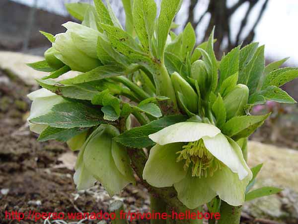 odoruslaxux02