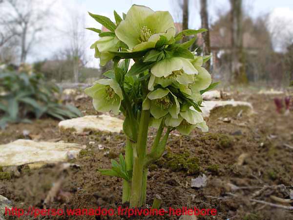 odoruslaxux03
