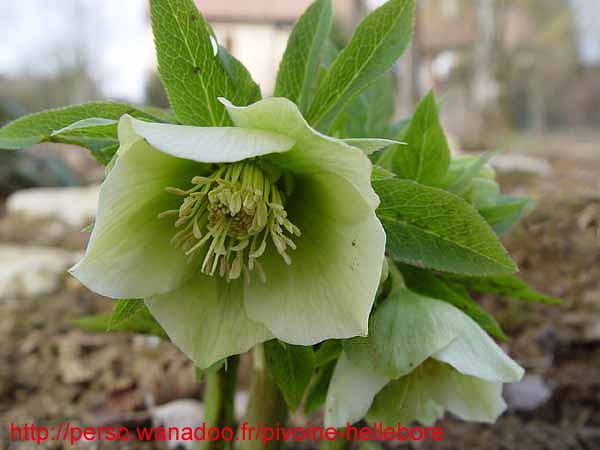 odoruslaxux04