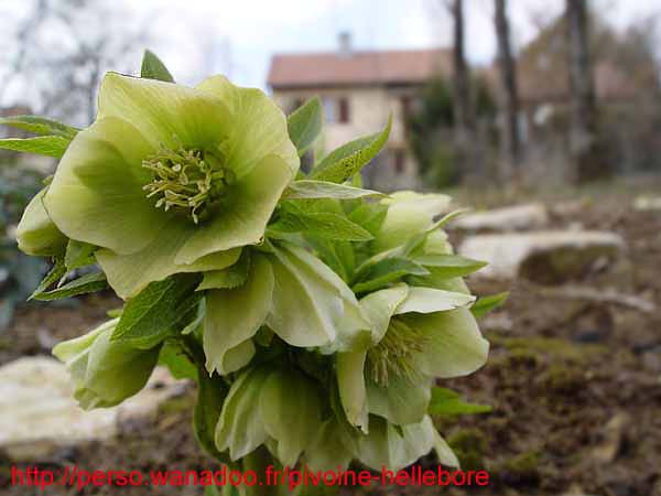 odoruslaxux05
