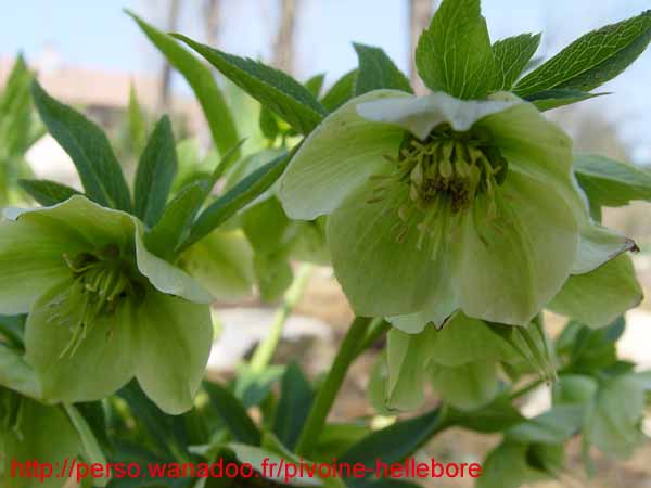 odoruslaxux07