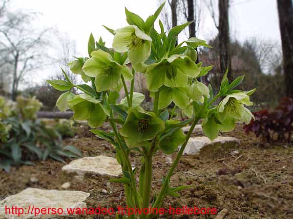odoruslaxux08