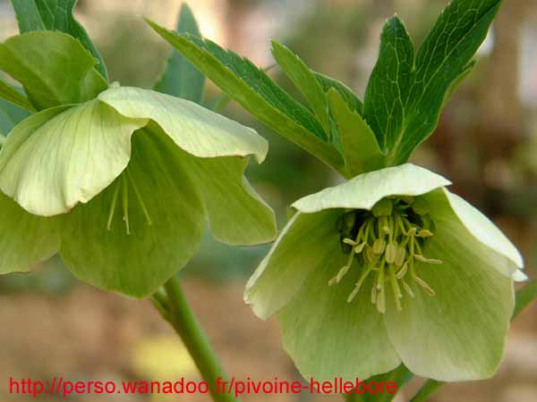 odoruslaxux09