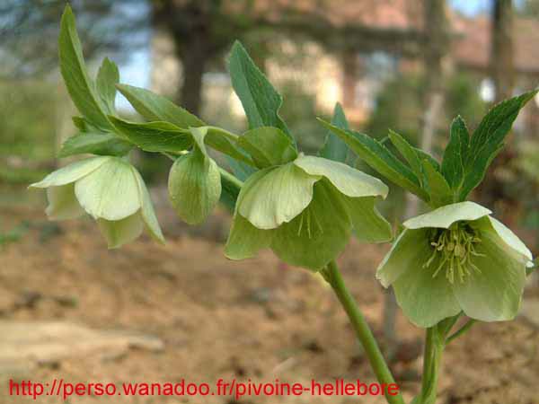 odoruslaxux10