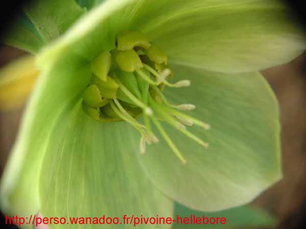 odoruslaxux12