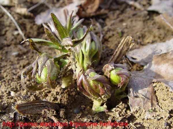 odorusodorus01