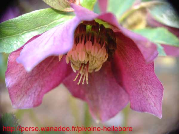 orient_abchasicus11