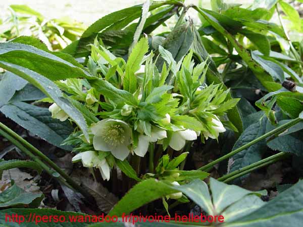 orient_caucasicus01