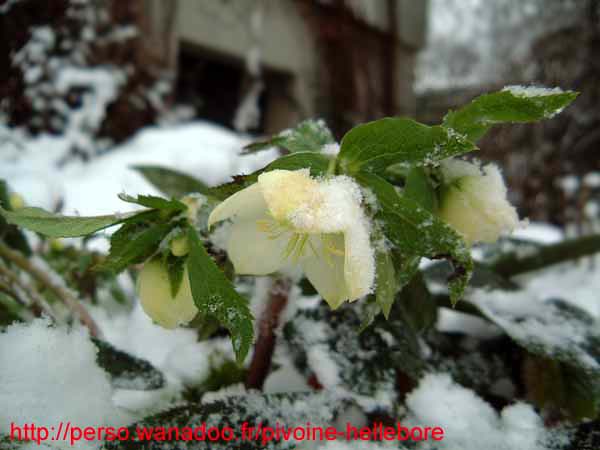 orient_caucasicus02