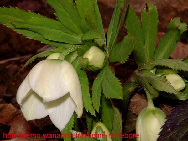 orient_caucasicus03