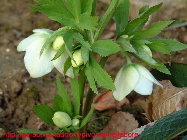 orient_caucasicus04