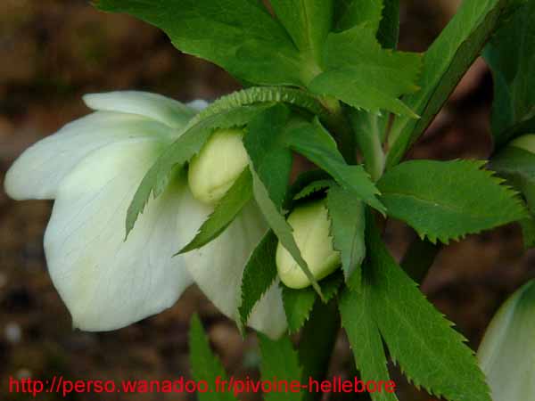 orient_caucasicus05