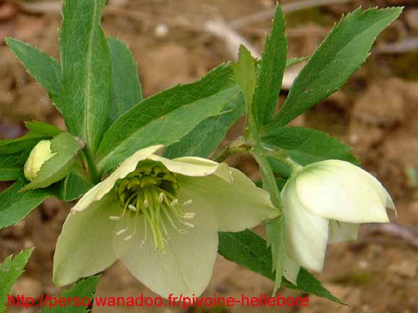 orient_caucasicus06