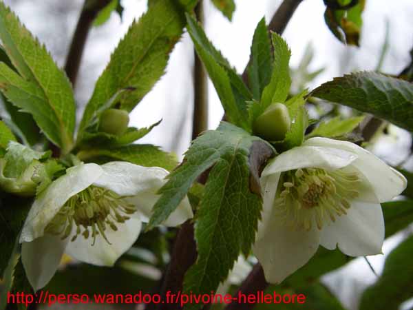 orient_caucasicus07