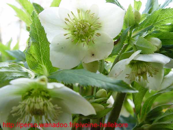 orient_caucasicus08