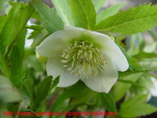 orient_caucasicus09