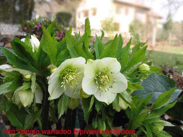 orient_caucasicus11