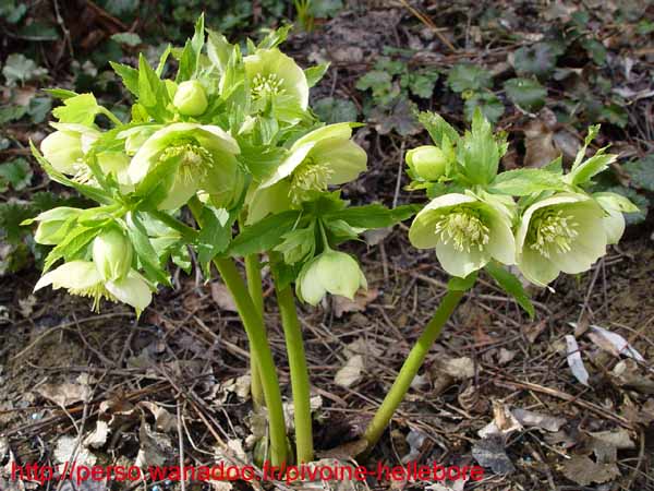 orient_orientalis01