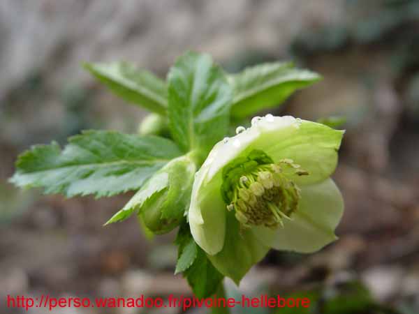 orient_orientalis02