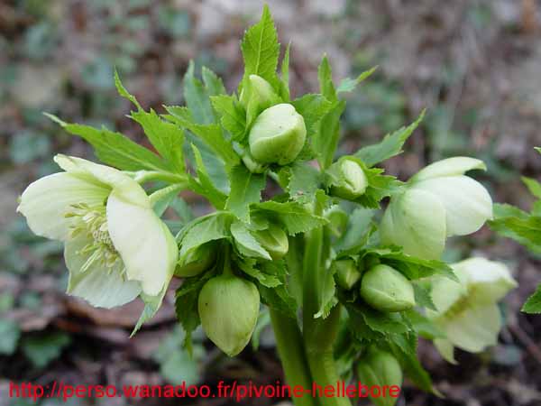 orient_orientalis03