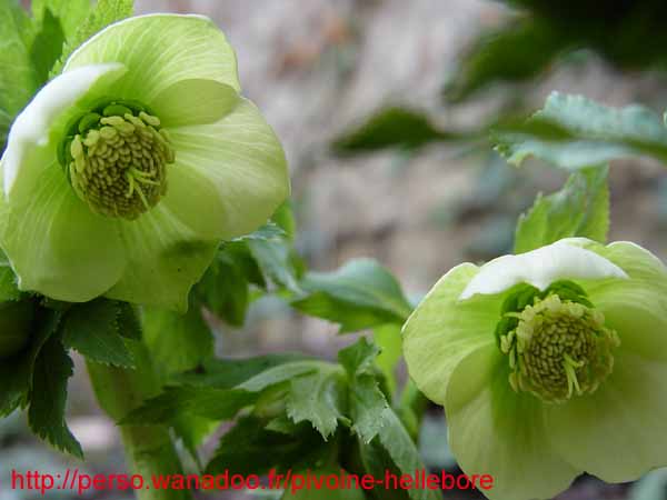 orient_orientalis04