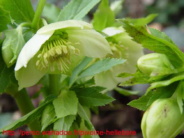 orient_orientalis05