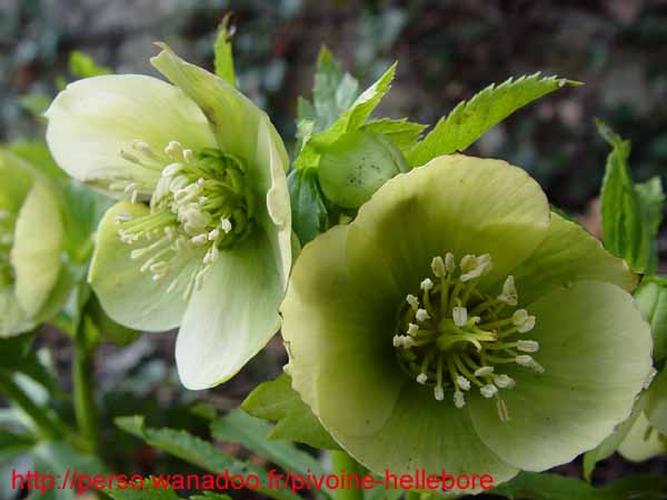 orient_orientalis08