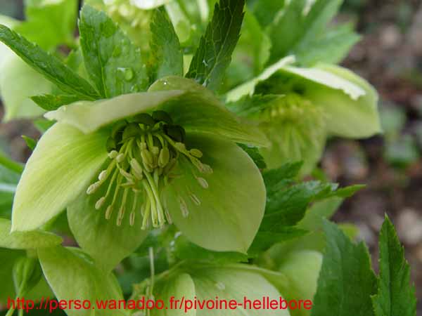 orient_orientalis09