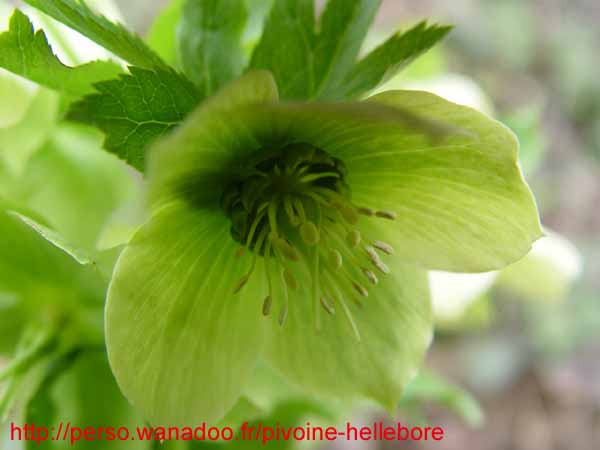 orient_orientalis10