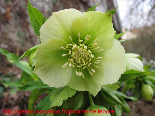 orient_orientalis11