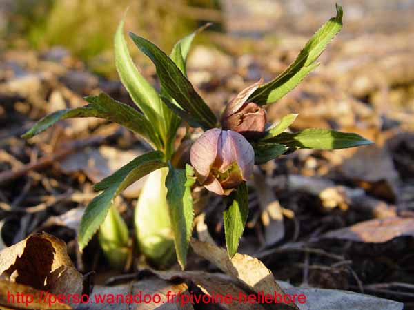 purpurascens01