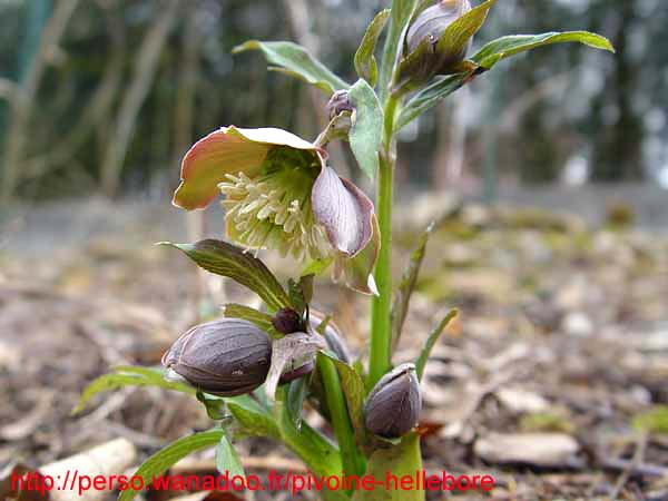 purpurascens02