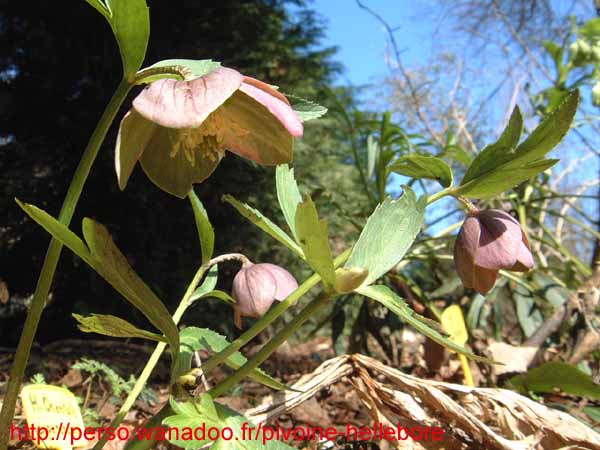 purpurascens03