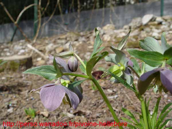 purpurascens04