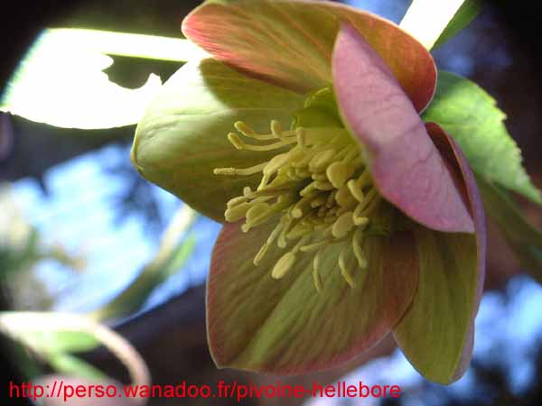 purpurascens05