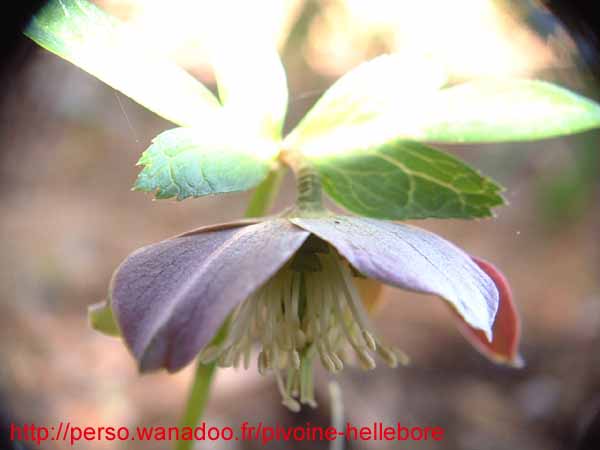 purpurascens06