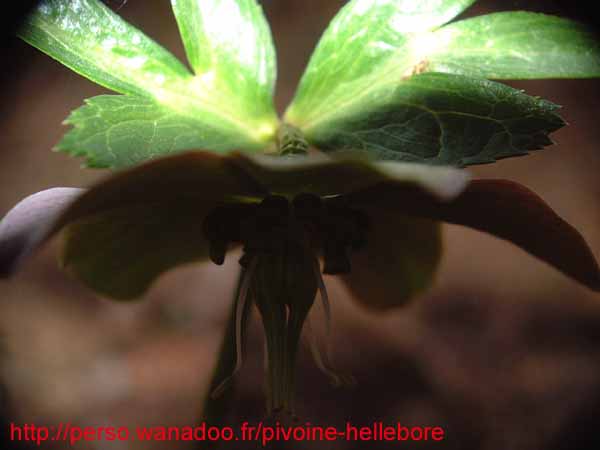purpurascens07