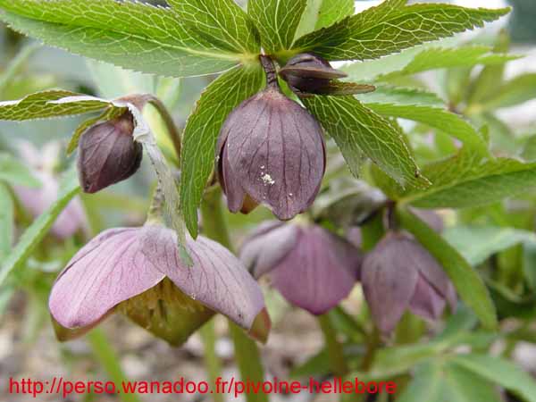 purpurascens08