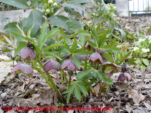 purpurascens09