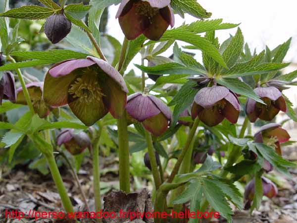 purpurascens10