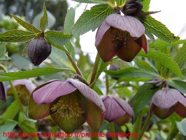purpurascens11