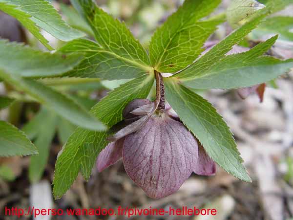 purpurascens13