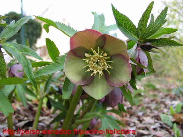 purpurascens14