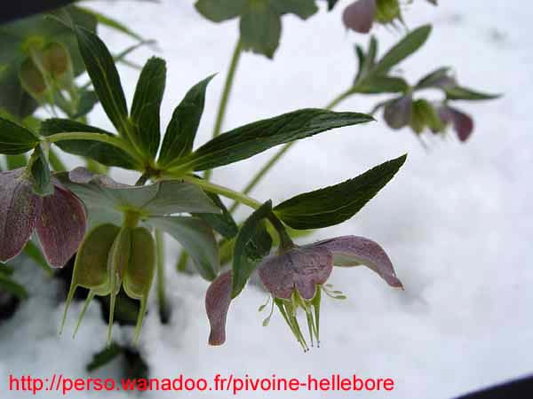 purpurascens19