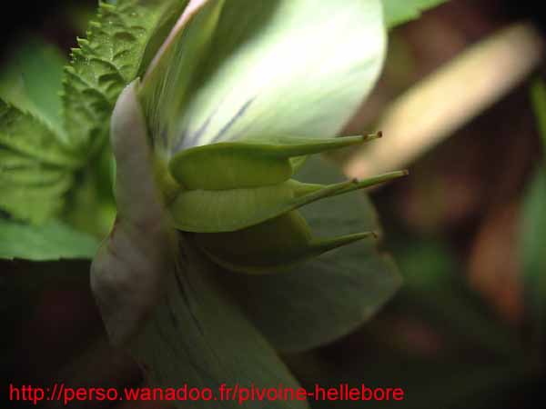 purpurascens20
