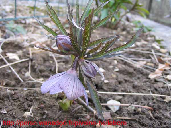 purpurascenszep01